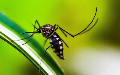 Bairros de SP ultrapassam 300 casos de dengue por 100 mil habitantes